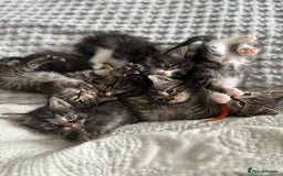 Maine Coon cats for sale: 🌟Adorable kittens now ready 4 forever home🌟 - Image 35
