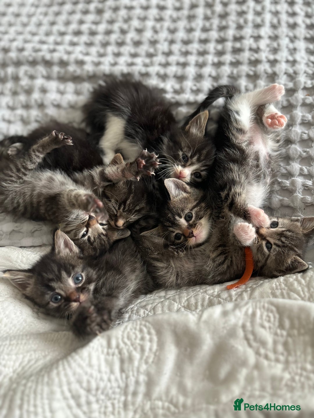 Maine Coon cats for sale: 🌟Adorable kittens now ready 4 forever home🌟 - Image 35