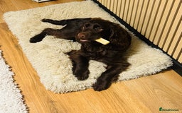 Cocker Spaniel dogs for sale: 1 year old working cocker  - Image 6
