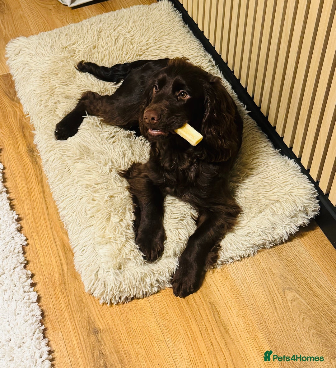 Cocker Spaniel dogs for sale: 1 year old working cocker  - Image 6