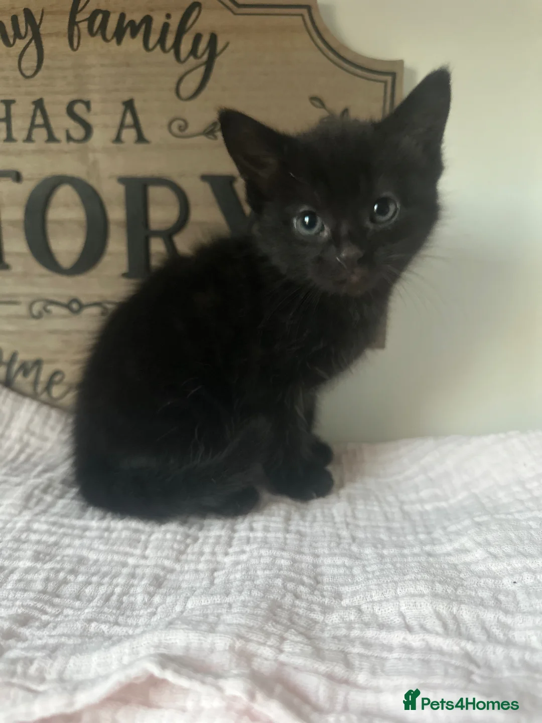 Mixed Breed cats for sale: Kittens ready to go now :) - Advert 5