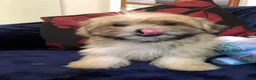 Malshi dogs for sale: shihtzu x maltese puppies for sale  - Advert 4