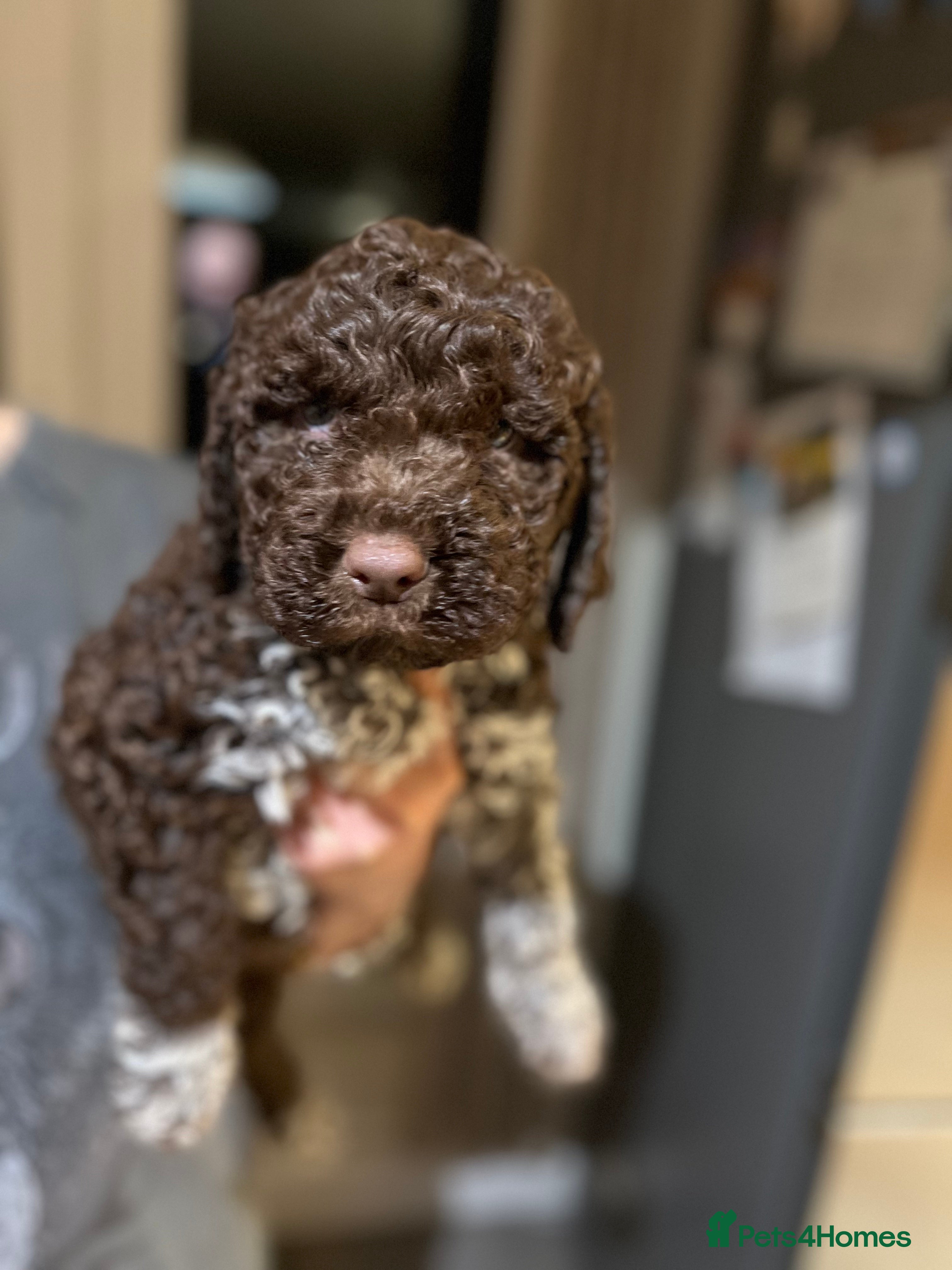 Lagotto Romagnolo dogs Authentic Lagotto Romagnolo Puppies for Sale KC  - Advert 2