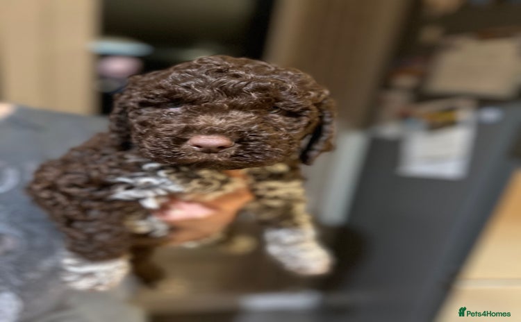 Lagotto Romagnolo dogs - Advert 2