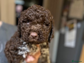 Lagotto Romagnolo dogs - Advert 3