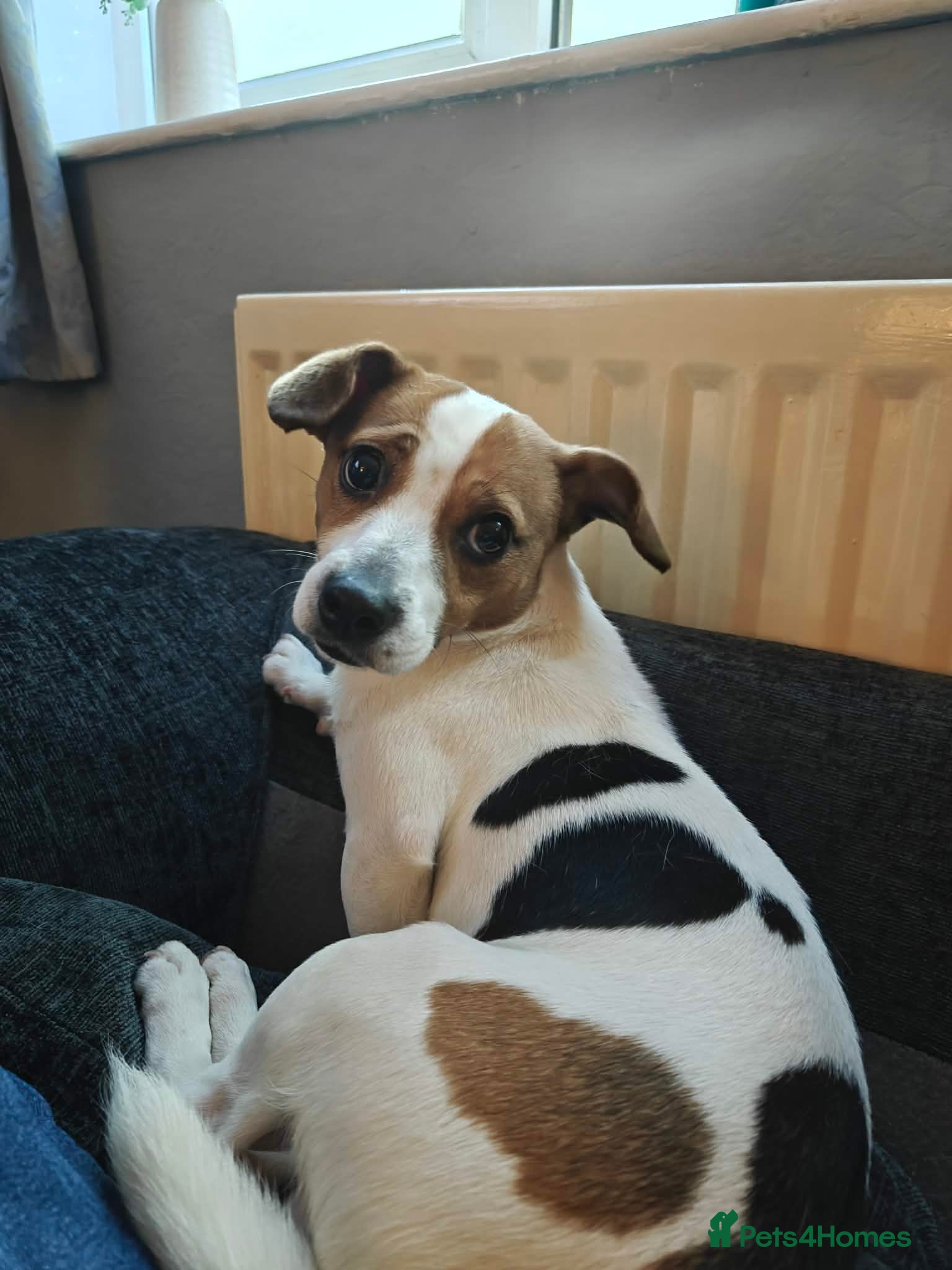 Jackapoo dogs 1 year old jackapoo looking for his forever home  - Advert 1