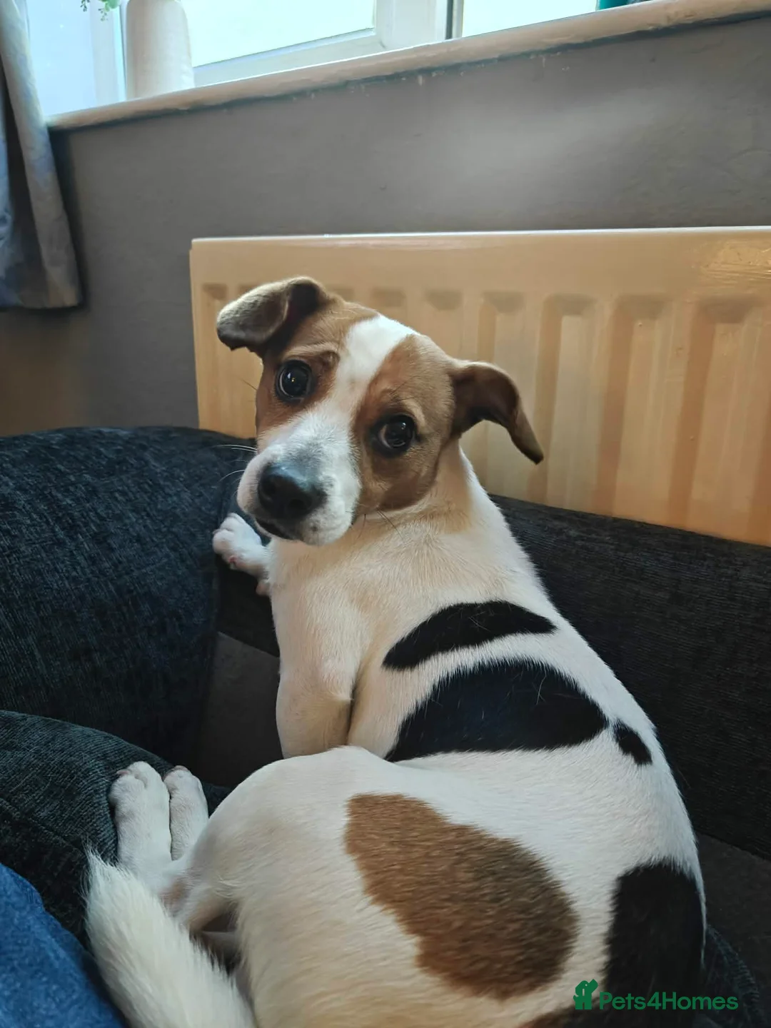 Jackapoo dogs for sale: 1 year old jackapoo looking for his forever home  in Barnard Castle - Advert 1