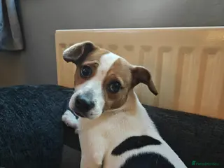 Jackapoo dogs 1 year old jackapoo looking for his forever home - Advert 1