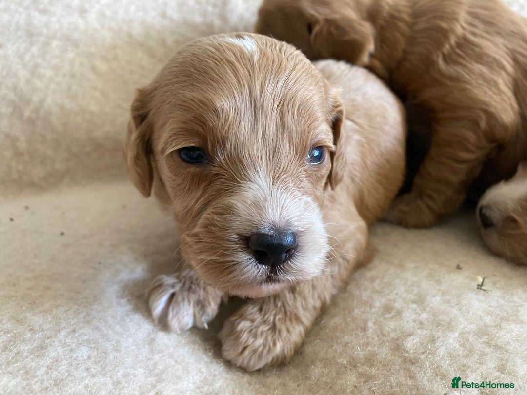 Cockapoo dogs for sale: F1 cockapoos - Advert 9