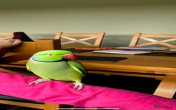 Parrots birds for sale: George the Indian Ringneck - Image 3