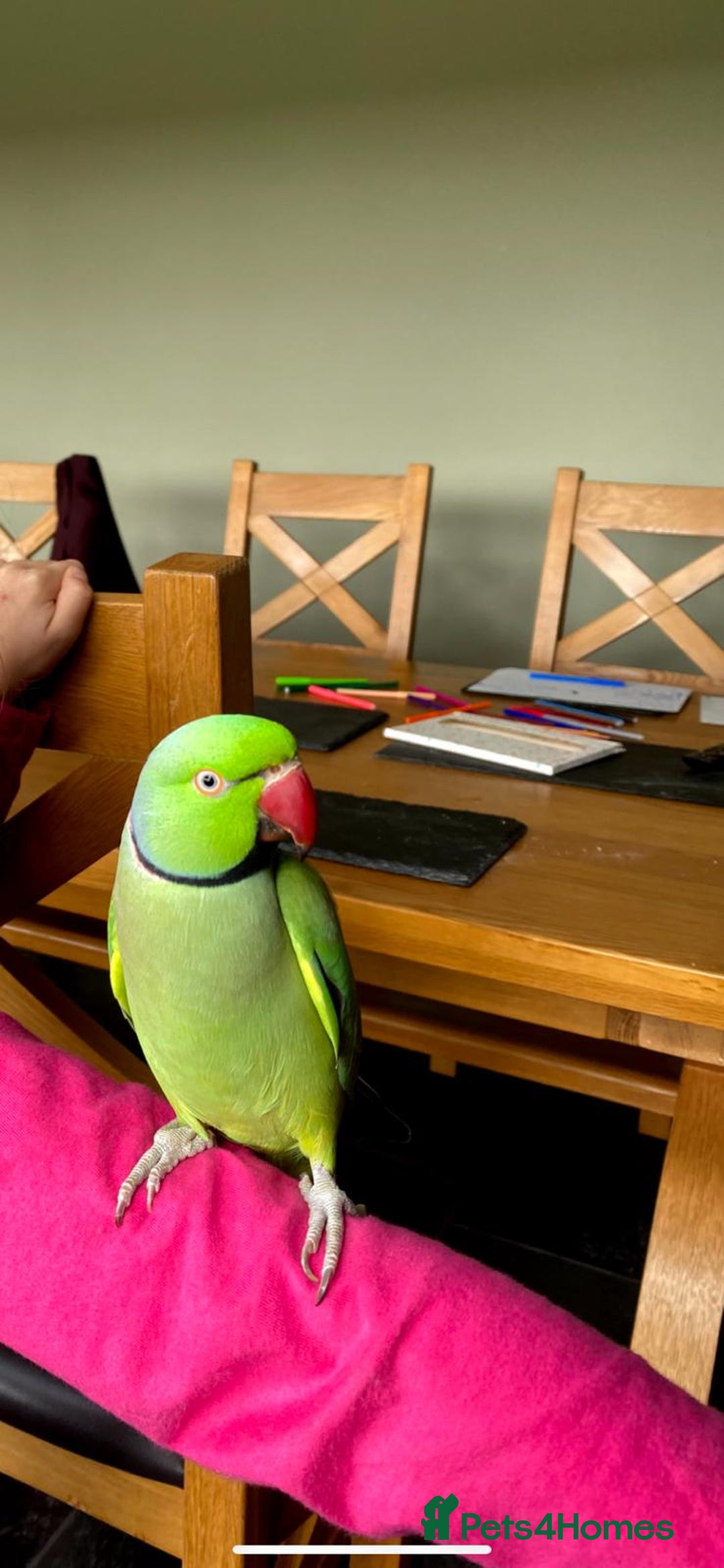 Parrots birds for sale: George the Indian Ringneck - Image 3