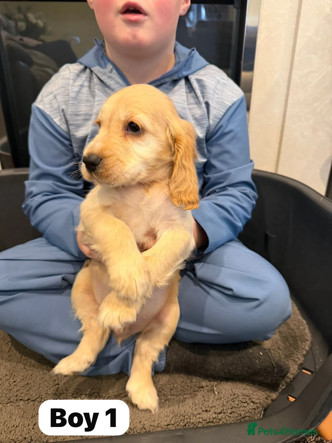 Cocker Spaniel dogs for sale: Beautiful adorable show type cocker spaniels - Advert 12