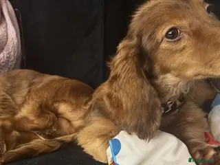 Miniature Dachshund dogs Miniature dachshund boy for sale - Advert 1