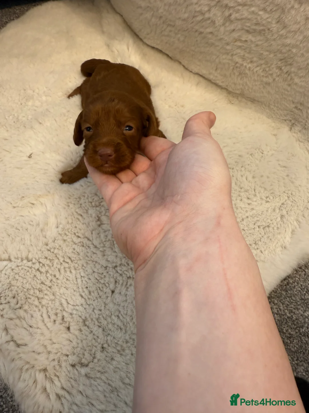 Cockapoo dogs for sale: F1 stunning cockerpoo puppies - Advert 24