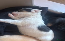 Jack Russell dogs for sale: Jack Russell puppies for sale - Image 18