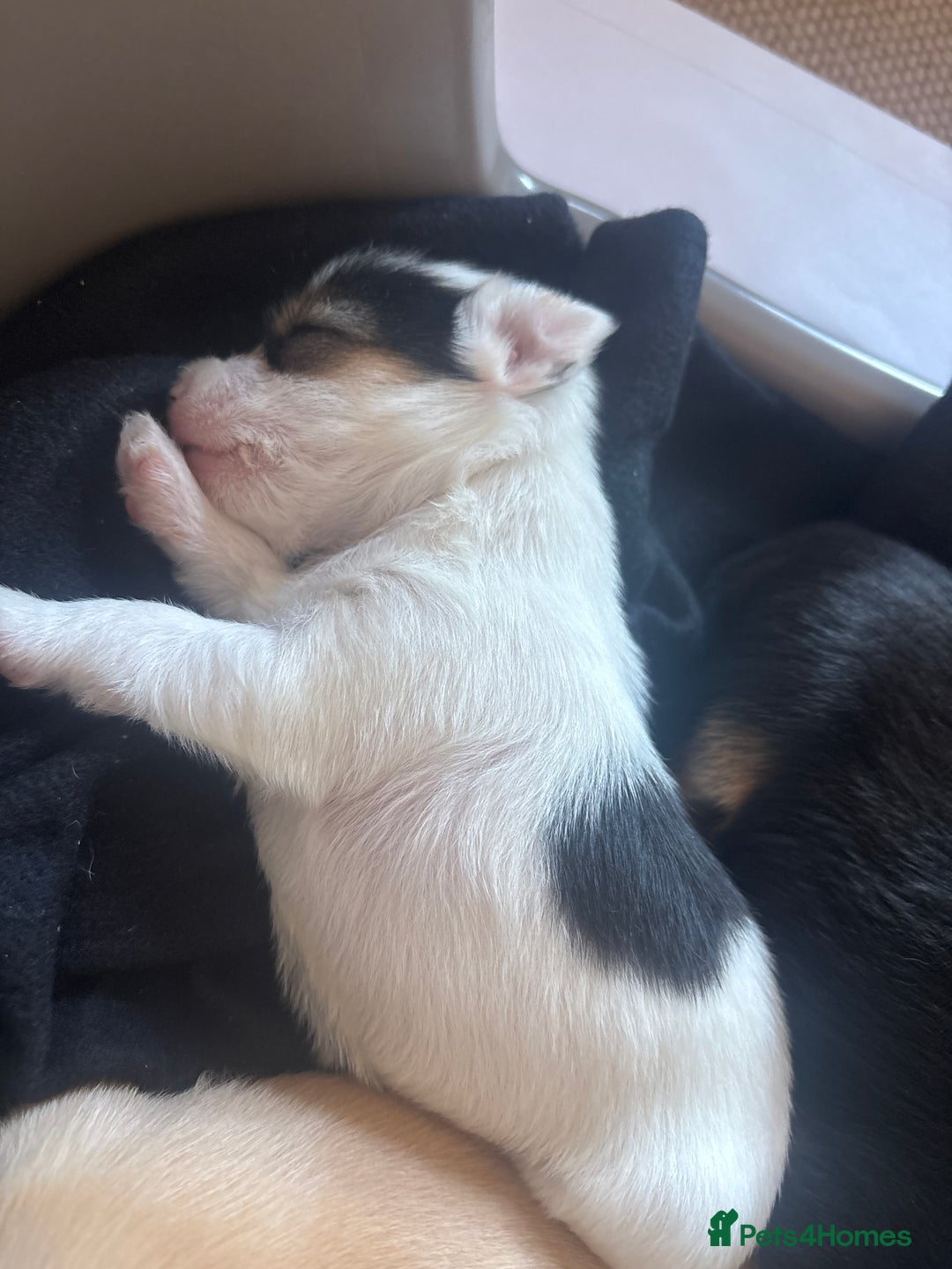 Jack Russell dogs for sale: Jack Russell puppies for sale - Image 18
