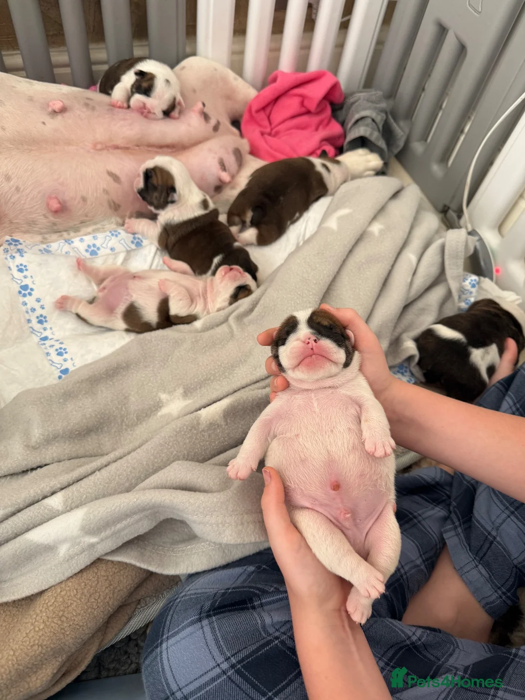 English Bulldog dogs for sale: Bulldog puppies  in Glasgow - Advert 2