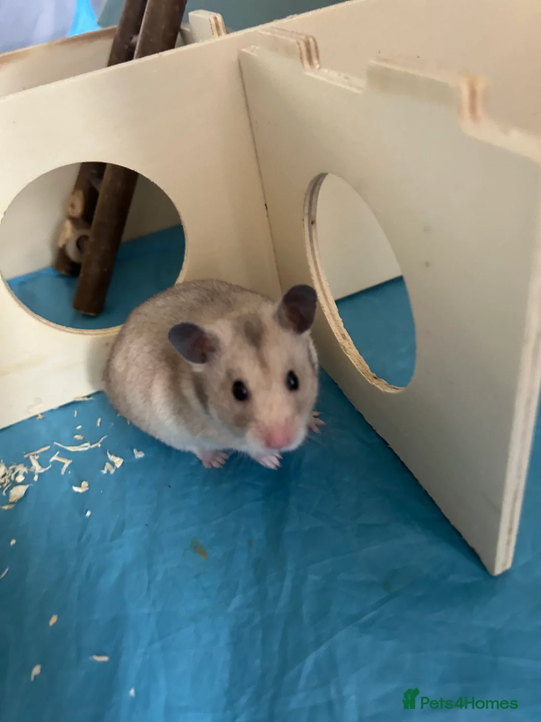 Hamster rodents for sale: Female hamster  - Advert 1