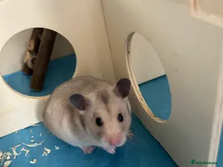 Hamster rodents Female hamster - Advert 16