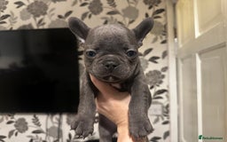 French Bulldog dogs for sale: Blue coat French bulldog pup ONE LEFT  - Image 6