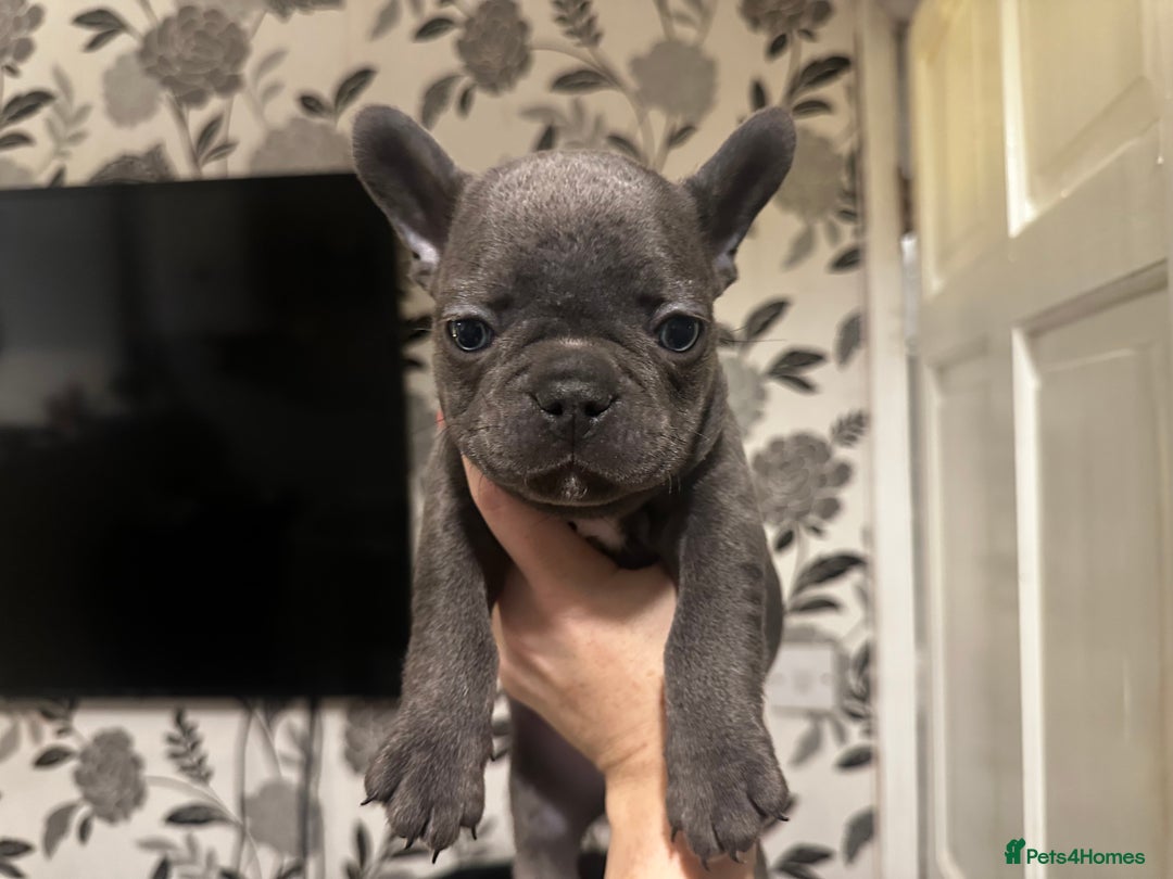 French Bulldog dogs for sale: Blue coat French bulldog pup ONE LEFT  - Image 6