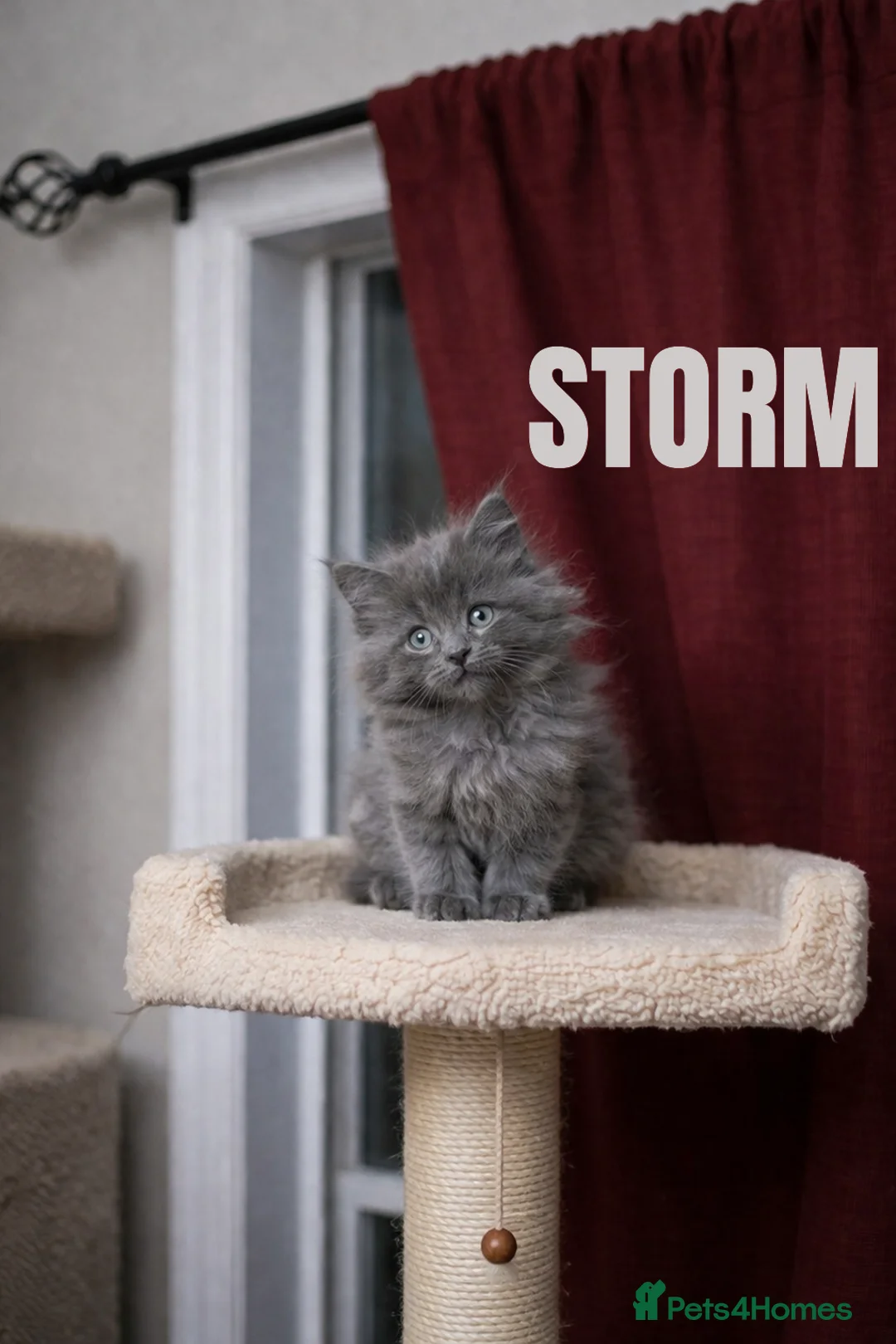 Maine Coon cats for sale: Maine Coon Kittens  in Sheffield - Advert 2