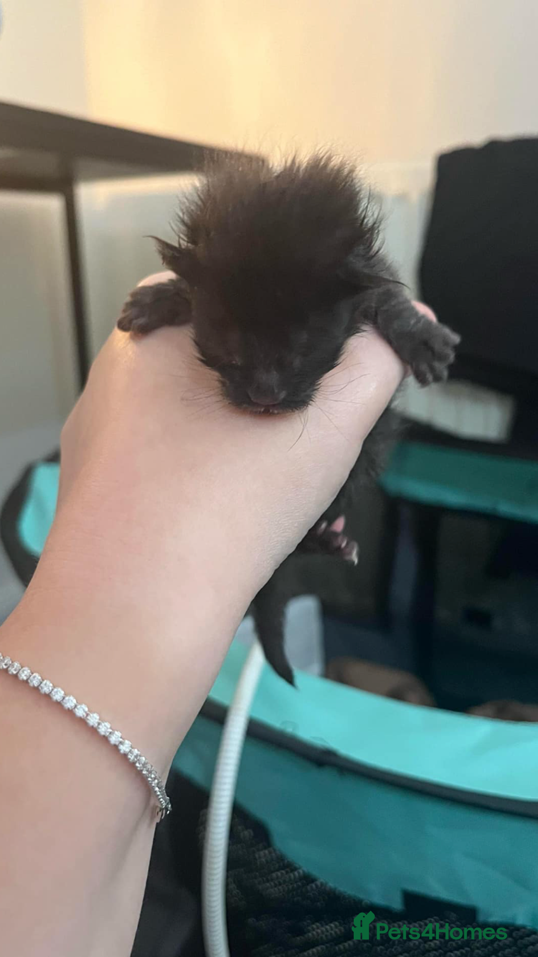 Maine Coon cats for sale: Black/Blue Smoke Maine Coon - Image 3