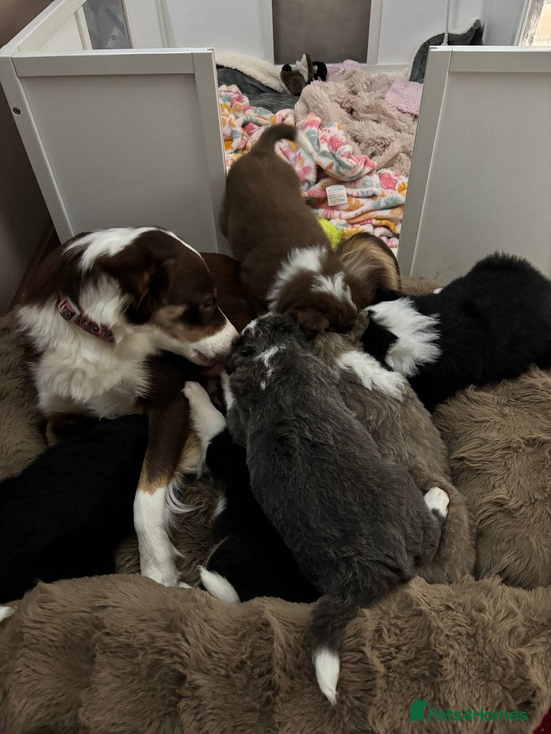 Border Collie dogs for sale: 4 border collie puppies - Advert 2