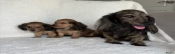 Miniature Dachshund dogs for sale: Two longhair miniature dachshund puppies READY NOW - Advert 4