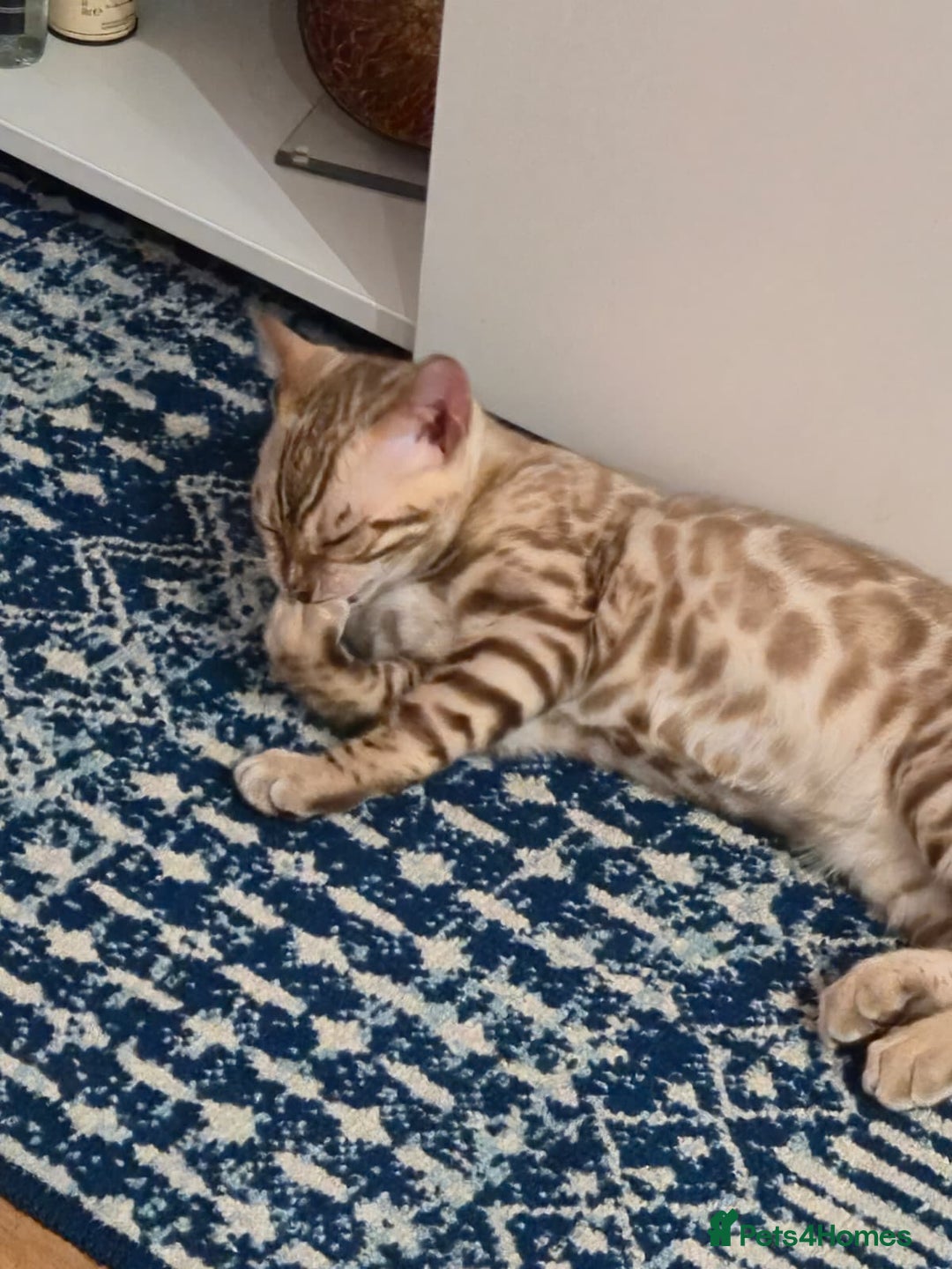 Bengal cats for sale: Beautiful TICA Bengal Kitten - 6 Months Old - Image 3