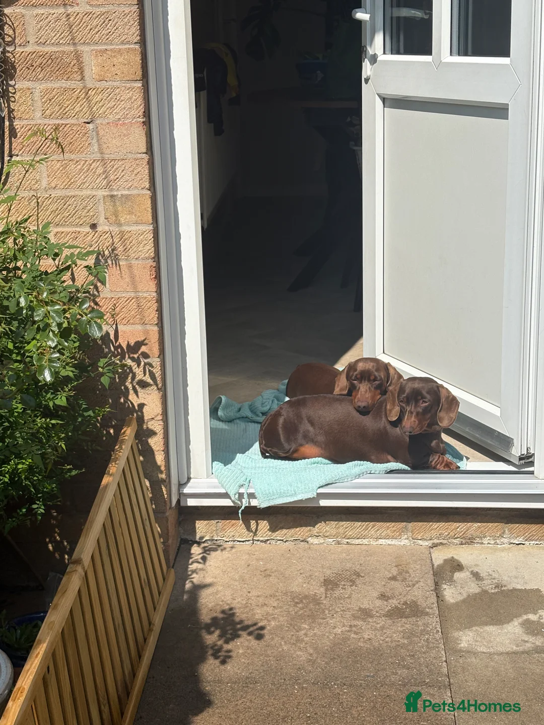 Miniature Dachshund dogs for sale: Miniature dachshund puppies for sale in Peterborough - Advert 19