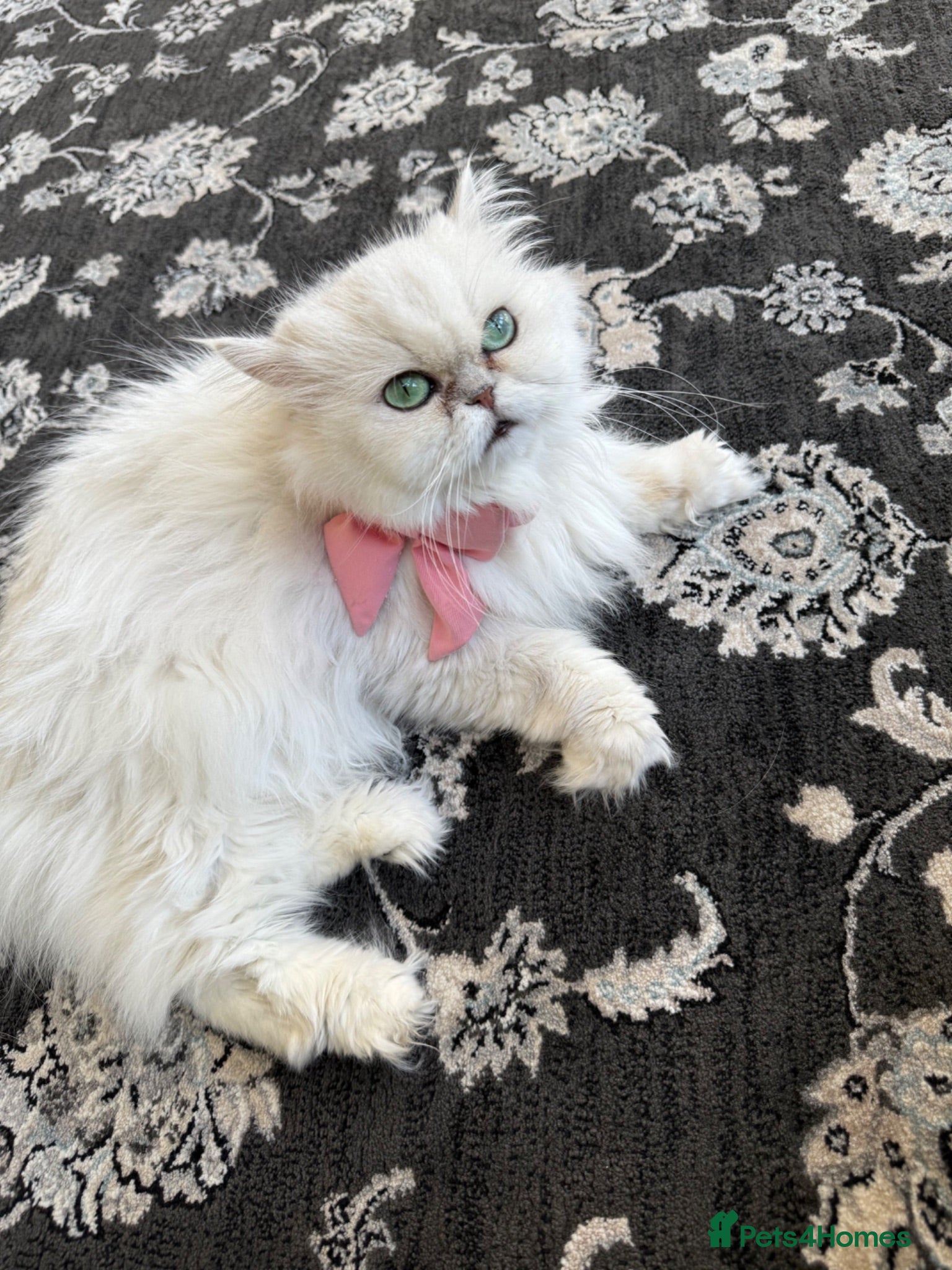 Persian cats Persian green/blue eyed  - Advert 3