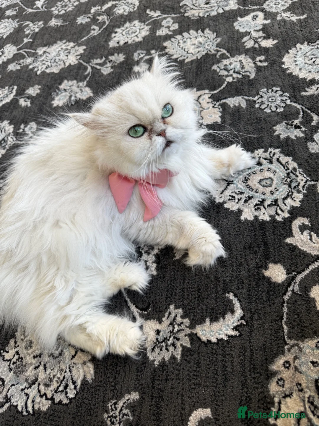 Persian cats for sale: Persian green/blue eyed  - Advert 1