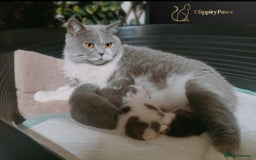 British Shorthair cats for sale: GCCF registered chunky British Shorthair kittens  - Image 4
