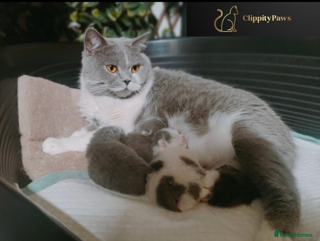 British Shorthair cats for sale: GCCF registered chunky British Shorthair kittens  - Image 4