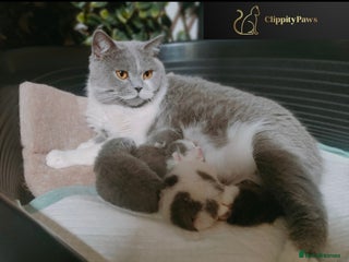 British Shorthair cats - Advert 29