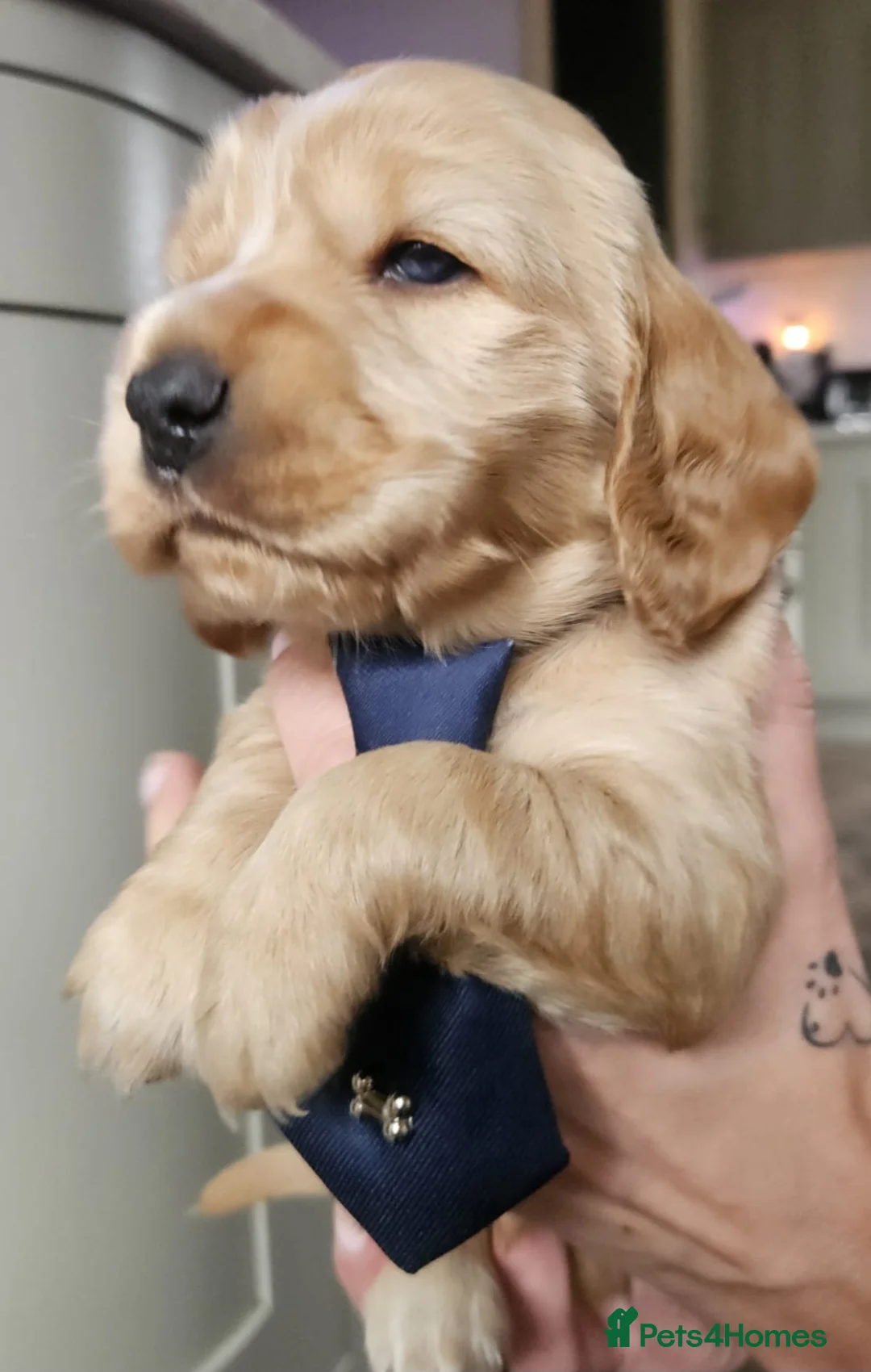 Cocker Spaniel dogs for sale: Show type Simbawood Cocker spaniel puppies  - Advert 5