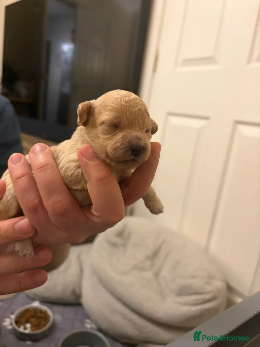 Mixed Breed dogs for sale: 5 Beautiful Poochon Puppies For Sale - Advert 16