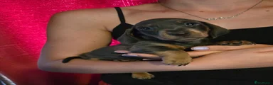 Miniature Dachshund 1