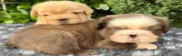 French Bulldog dogs for stud: Black brindle panda husky fluffy carrying pink  in Cardiff - Advert 6