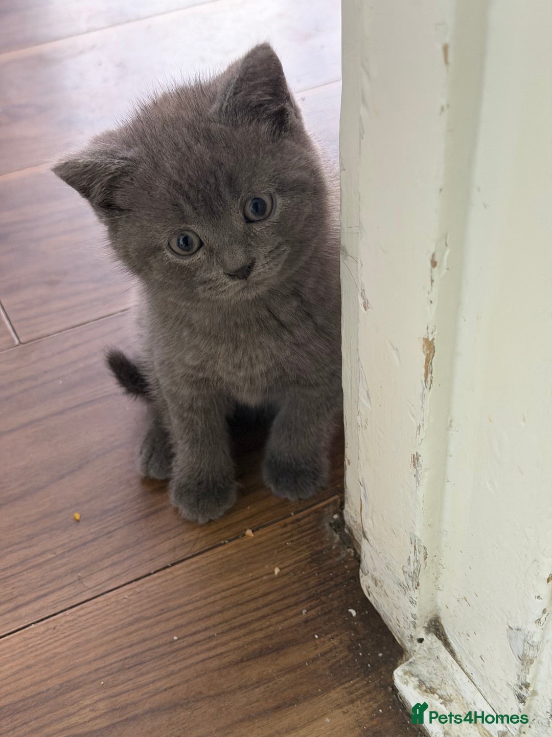 British Shorthair cats for sale:  Bargin BSH British short hair lovely kittens - Advert 4