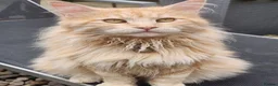 Maine Coon cats for sale: Maine Coon ginger Ready Now!! Absolutely gorgeous! - Advert 30