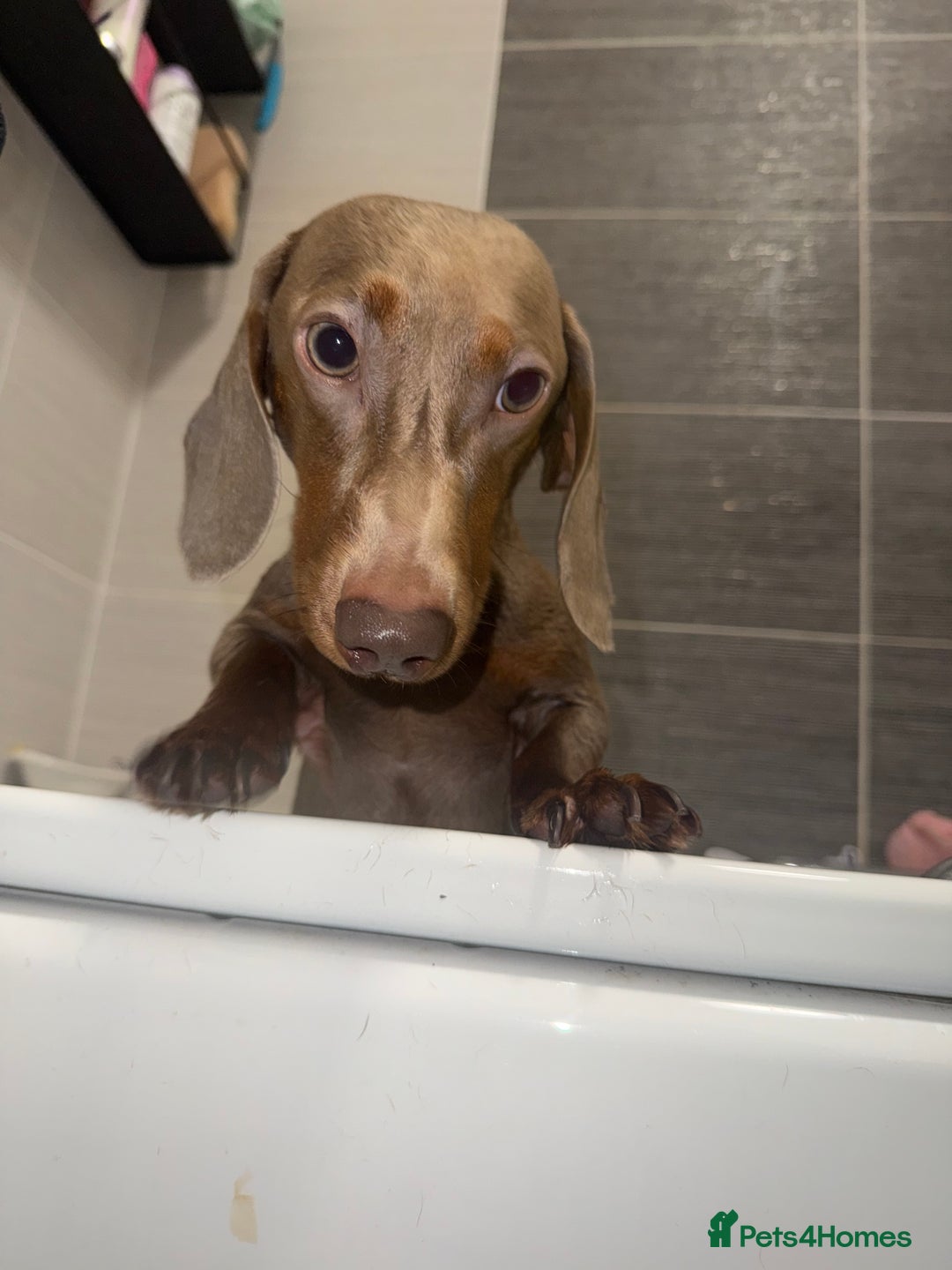 Miniature Dachshund dogs for stud: Ronnie  - Advert 7