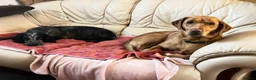Labrador Retriever dogs for sale: Home needed for a 5 year old female Labrador  - Advert 4