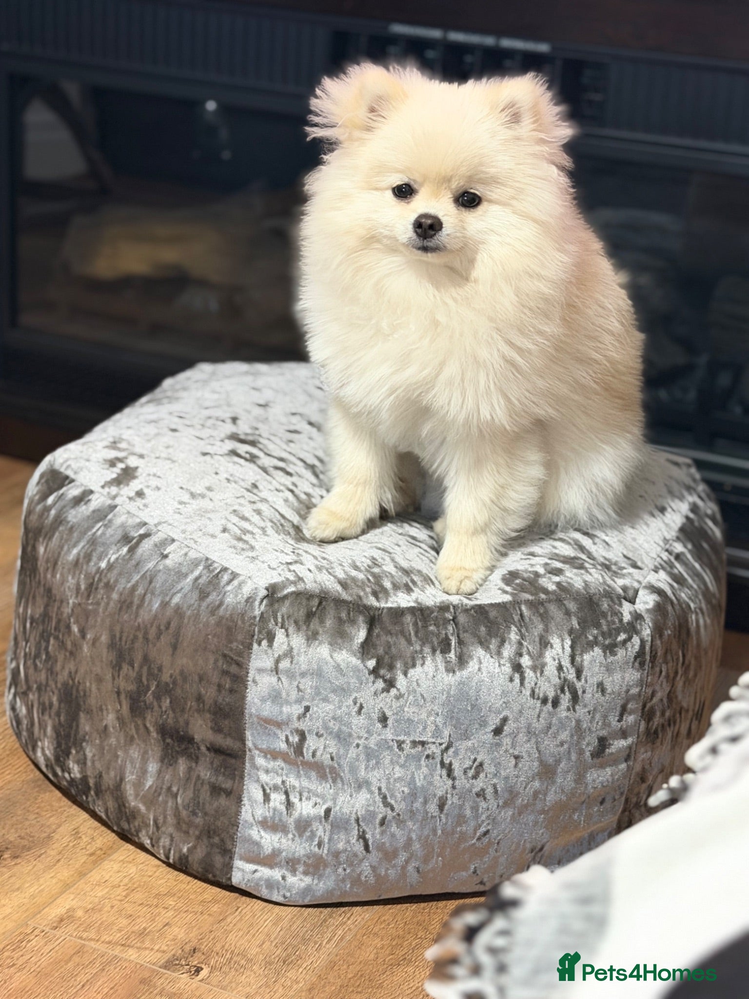 Pomeranian dogs Gorgeous Teddy Bear boy  - Advert 2