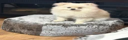 Pomeranian dogs for sale: Gorgeous Teddy Bear boy  in London - Advert 2