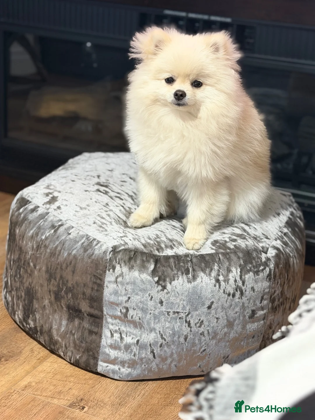 Pomeranian dogs for sale: Gorgeous Teddy Bear boy  in London - Advert 2