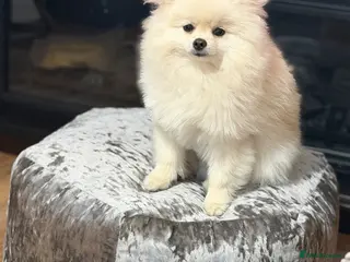 Pomeranian dogs Gorgeous Teddy Bear boy - Advert 2