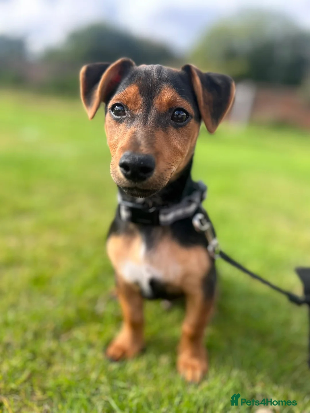 Jack Russell dogs for sale: Jack russell in Leyland - Advert 3