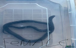 King Snake reptiles for sale: Pair of Mexican black kingsnake - Image 2